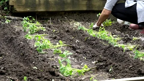 Home Garden 库存影片 149834290