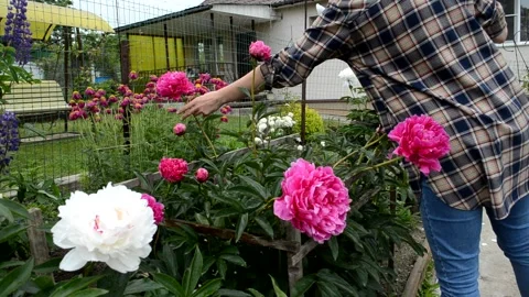 Home garden Stock Footage 156306507