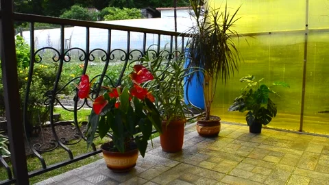 Home garden Stock Footage 156499531