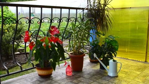 Home garden Stock Footage 156500866