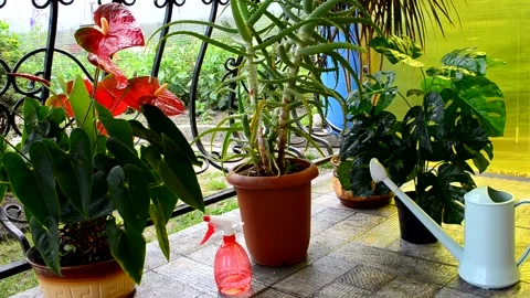 Home garden Stock Footage 156502595