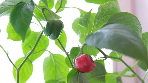 Home garden growing mini  pepper bell herb in flower pot Stock Footage 150375763