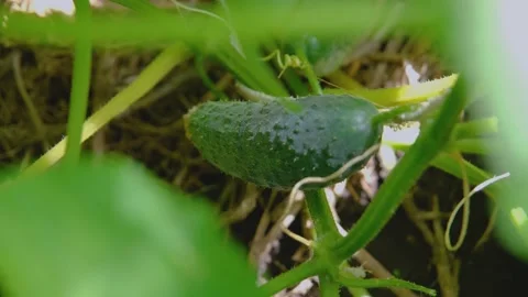 Home garden. How does a cucumber grow. Cucumber in the garden close-up. Stock Footage 211092596