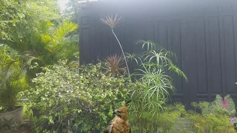 Home Garden, with Javan Hawk Eagle Stock Footage 305550033