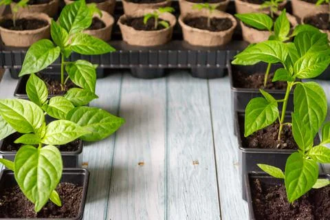 Home gardening concept. Tomato and pepper seedlings in eco pots, on a wooden Stock Photos