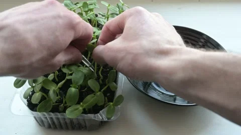 Home gardening Stock Footage 188207900