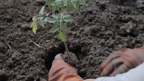 Home gardening, a person planting tomato plant seed on dirty soil at backyard Stock Footage 146766164