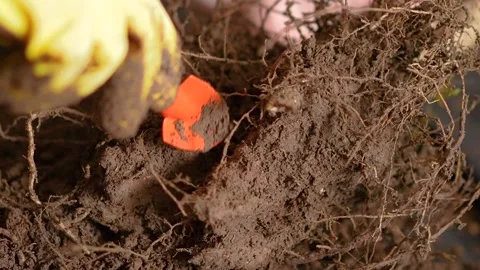 Home gardening, preparing roots with a tiny shovel Stock Footage 199249491
