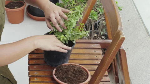 Home gardening tips and tricks | planting and potting Stock Footage 282236689