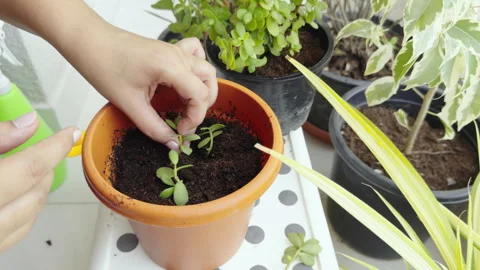 Home gardening tips and tricks | Planting small plant in pot with hands Stock Footage 282237495