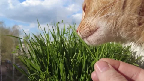 Home ginger cat close-up eating grass Stock Footage 153283910