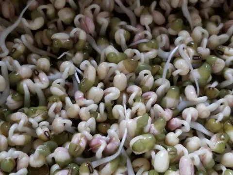 Home Grown Bean Sprouts - Day Two Stock Photos