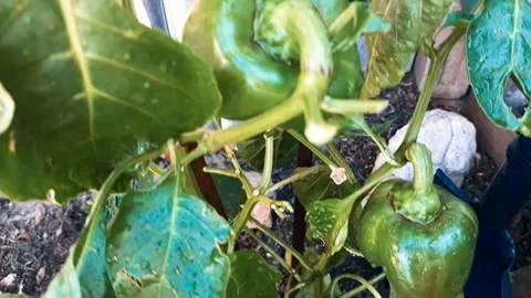 Home Grown capsicum Stock Footage 153342979