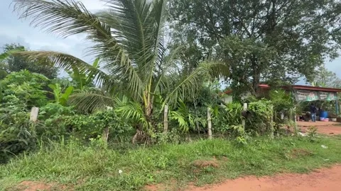 Home Grown Fruit tree in countryside of Cambodia Vidéo 336432029