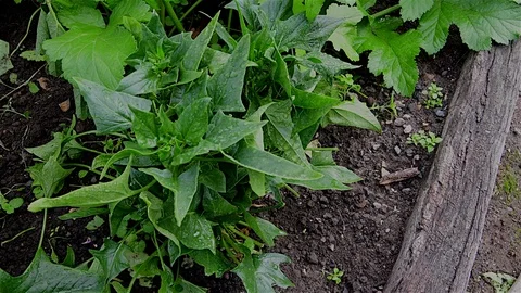 Home grown Spinach Stock Footage 115574530