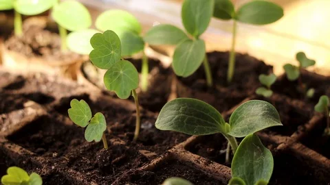 Home Grown Vegetable Cabbage and Pumpkin Seedlings. Close up Gardening. Vídeos de archivo 130091540