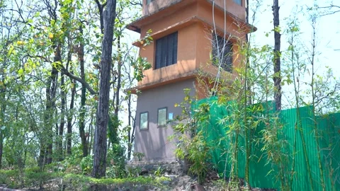 Home in the Heart of the Forest Stock Footage 313566241
