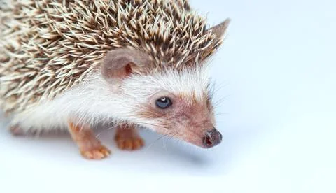 Home hedgehog eats. Breeding rare, thoroughbred animals at home. Stock Photos