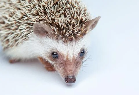 Home hedgehog eats. Breeding rare, thoroughbred animals at home. Stock Photos