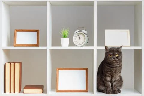 Home interior, decor elements.White shelves photo frames book pet black cat. Foto stock