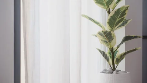 Home interior decorate with tree and white curtain in modern living room Stock Footage 285717484