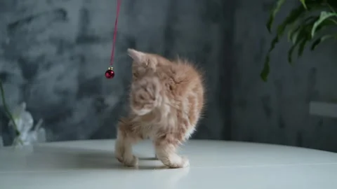 Home interior, funny kitty playing with Christmas ball 库存影片 295443209