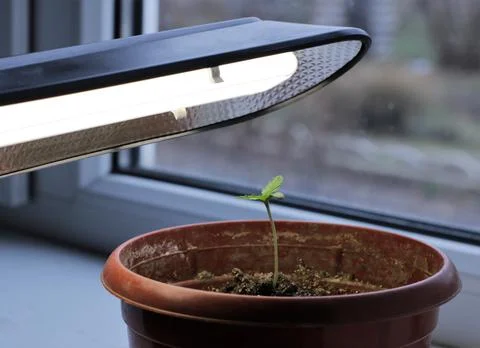 Home lamp as a light source for marijuana seedlings Stock Photos