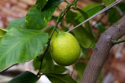 Home lemon tree Stock Photos