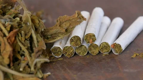 Home-made cigarettes or roll-ups are on the table next to big leaves of dry
