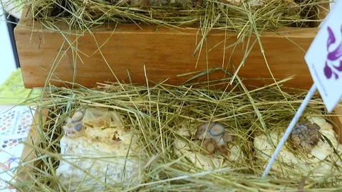Home made hay mushroom Stock Footage 80283734