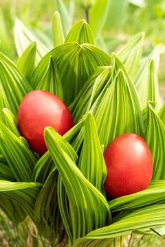 Home-made red Easter eggs in a spring garden Stock Photos