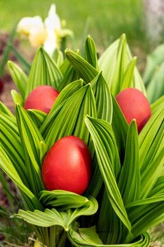 Home-made red Easter eggs in a spring garden Stock Photos