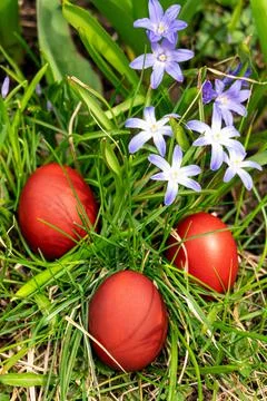 Home-made red Easter eggs in the grass Stock Photos