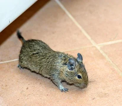 Home mouse Stock Photos