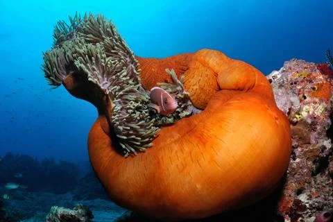 Home for nemo Stock Photos