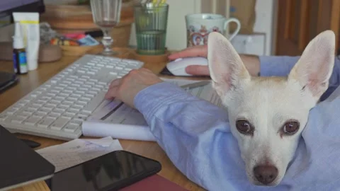 On home office with dog assistant Stock Footage 152099028