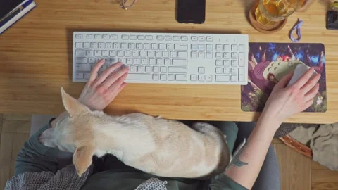 On home office with dog assistant Stock Footage 152099152