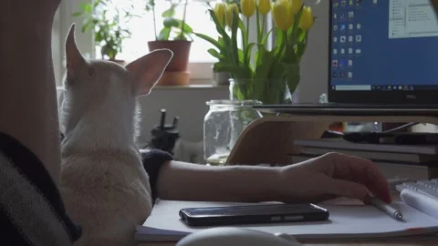 On home office with dog assistant Video stock 152103837