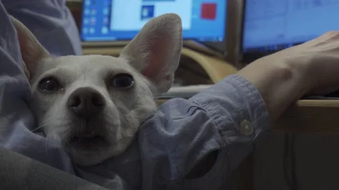 Home office with pet Stock Footage 148578060