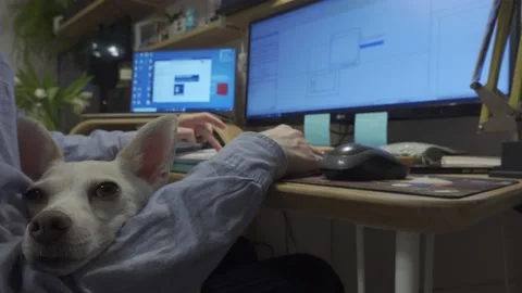 Home office with pet Stock Footage 148578132