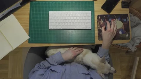 Home office with pet Stock Footage 148578388
