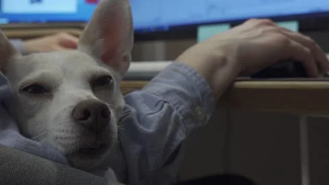 Home office with pet Stock-Footage 148578473