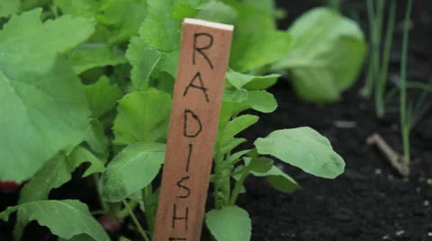 Home organic garden plot Stock Footage 24535650