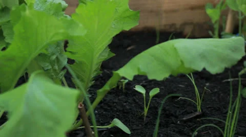 Home organic garden plot Stock Footage 24535960
