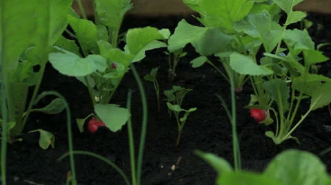 Home organic garden plot Stock Footage 24536248