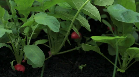 Home organic garden plot Stock Footage 24536593