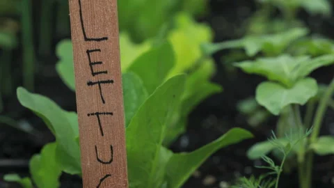 Home organic garden plot Vídeos de archivo 132712084