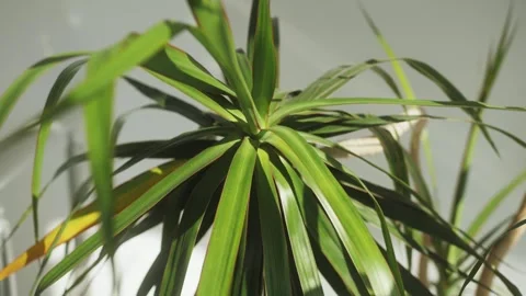 Home palm tree, Aglaonema Diffenbachy Planet in Pot, close up of home flowers Video stock 243666226