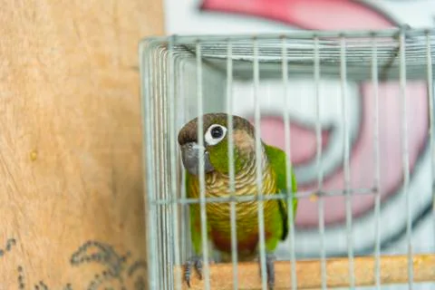 Home parrot Stock Photos