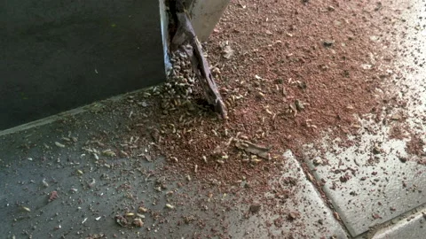 Home Pest Control. Stock Footage 157483019